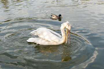 white curly pelican and small duck are swimming in pond in zoo. Life of wild birds in zoo conditions