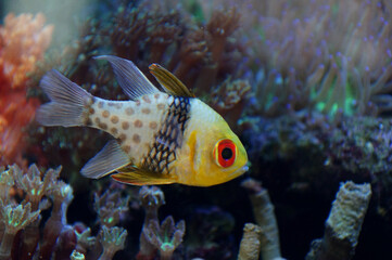 The Pajama Cardinalfish (Sphaeramia nematoptera).