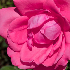 Bud of the blooming coral rose on a green blurred background.