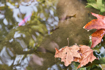 Transparent pond water with colored fish and brown dry leaves on its surface.