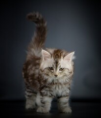 Siberian cat on black backgrounds