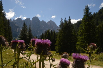Hiking in the lush and dramatically beautiful Val di Fiemme and Passo Rollo in the Dolomites,...