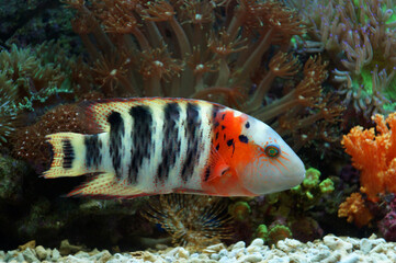 The Red-Breasted Wrasse (Cheilinus fasciatus).