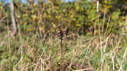 Wild flowers fished fo the season in autumn sun 