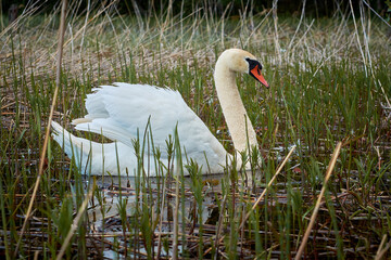 A lone swan in its natural habitat. Swan on a forest lake