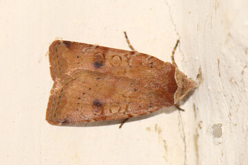 Moth (Cerastis faceta)