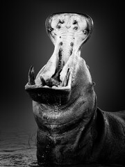 Angry hippopotamus or hippo displaying dominance in the water with a wide open mouth splashing water. Hippopotamus amphibius. Fine art. Black and white.