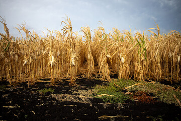 A field with golden ripe corn and a blue sky with clouds above it