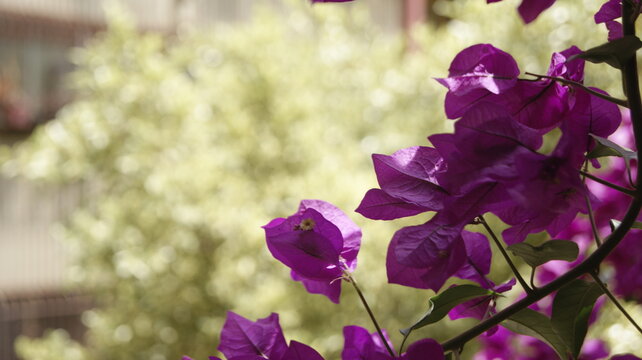 flores moredas bonitas, platas, morado, flores, flores morado