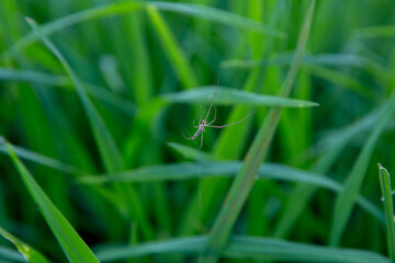 Spider in the middle of green rice fields