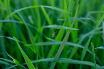 Spider in the middle of green rice fields