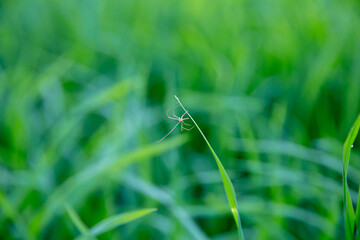 Spider in the middle of green rice fields