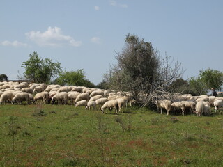 Flock of sheep on a green meadow