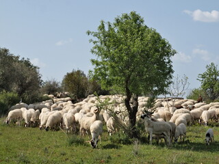 Flock of sheep on a green meadow