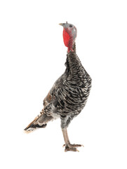  female turkey stand on white background