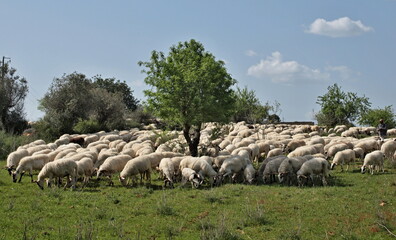 Obraz premium Flock of sheep on a green meadow