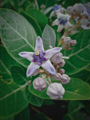 Close up of crown flower