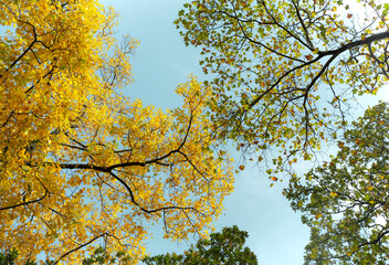 Beautiful Autumn trees from above, against the sunlight, Braga, Portugal.