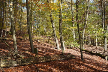 Sonnige, herbstliche Waldlandschaft in Berlin