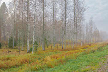 Obraz premium Autumn, foggy morning, birch forest by the road finland, scandinavian nature.