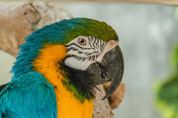 blue and yellow macaw ara © Boris