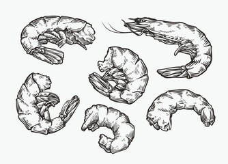 Shrimp set sketch. Food, seafood vintage vector illustration