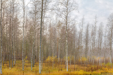 Fototapeta na wymiar Autumn, foggy morning, birch forest by the road finland, scandinavian nature.
