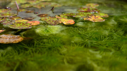 Lotus leaves and green hydrilla verticillata plant underwater with natural background.