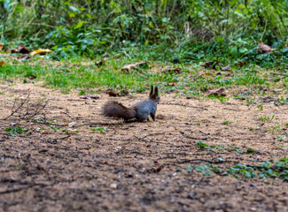 the squirrel in the park gathers nuts and prepares for winter