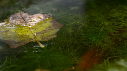 Fall leaf and green hydrilla verticillata plant underwater with natural background.