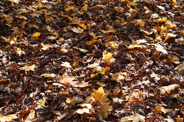 Von Herbstlaub bedeckter Waldboden bei Sonnenschein