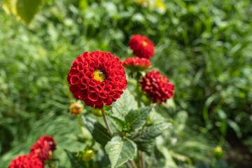 Burgundy dahlia flower with leaves in the garden