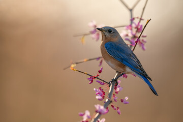 Spring Blue Bird