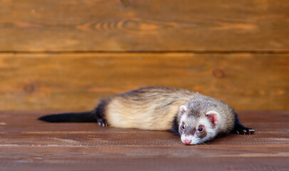 Little fluffy ferret lies on the wooden floor of the house