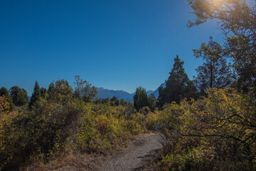 dirt road in the forest - patagonia argentina