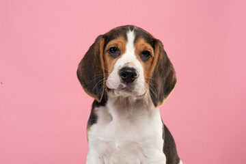 Portrait of a cute beagle puppy looking at the camera on a pink background