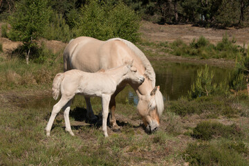 Naklejka na ściany i meble Cute young foal and mare of a Fjord horse on a sunny day