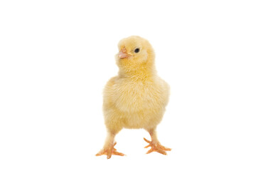 Cute yellow young chicken seen from the front isolated on a white background