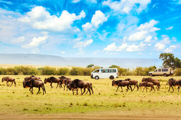 Safari concept. Safari cars with wildebeests in african savannah during the great Migration. Masai...
