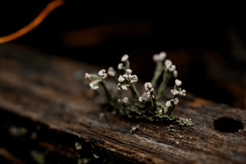 close-up view of plant growing on wooden branch in the forest