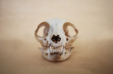 Skull of a cat on a background of aged paper