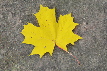 
Fallen maple leaf on gray concrete