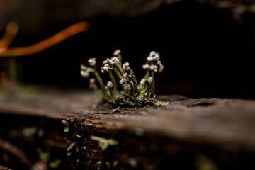 view on plant growing on wooden branch in the forest