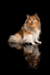 Shetland sheepdog sitting on a black black background with reflection