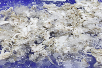 Close up the Squid is selling in the market.