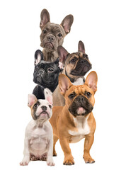 Brown french bulldog standing looking at camera on a white background