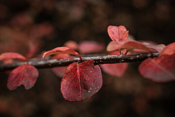 Makroaufnahme eines rote gefärbten Herbstblattes	