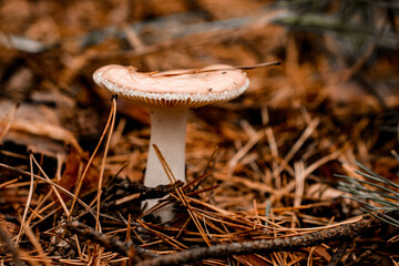 beautiful mushroom russula grows in the forest among the fallen needles.