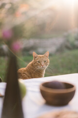 Cat on a bench next to a table in the garden