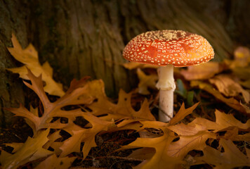 Amanita Mushroom in Autumn Leaves. Red Amanita Muscaria mushroom growing in the wild under a tree.

